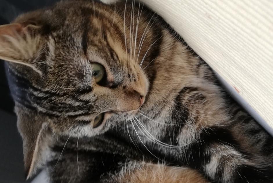 Alerte Disparition Chat  Femelle , 1 ans Cornaux Suisse