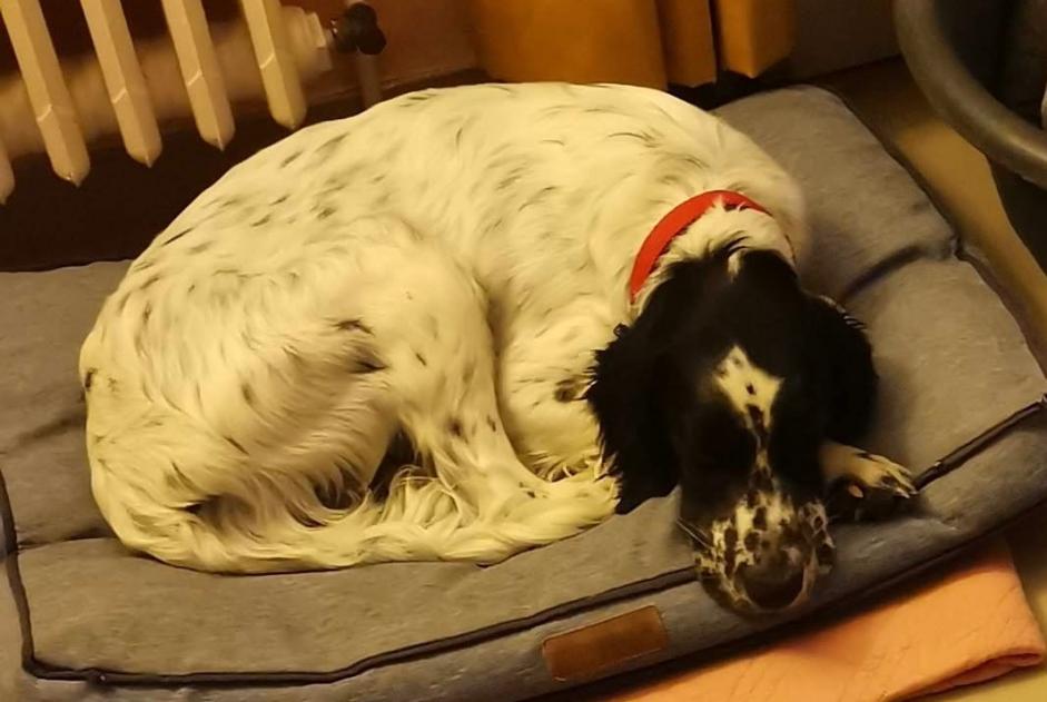 Alerte Disparition Chien  Mâle , 6 ans Pauilhac France