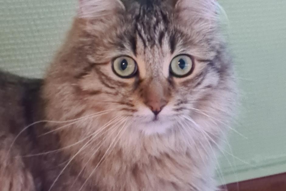 Alerte Disparition Chat Mâle , 3 ans Colomiers France