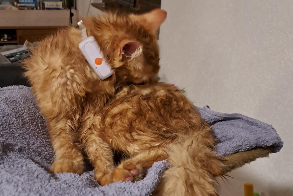 Alerte Disparition Chat Mâle , 1 ans Val-de-Ruz Suisse