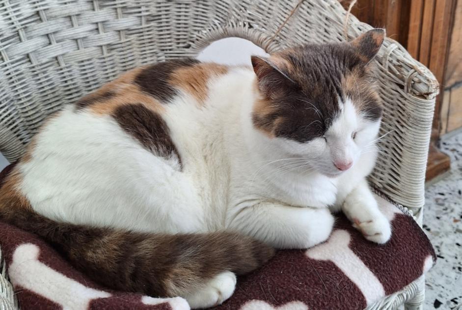 Alerte Disparition Chat  Femelle , 10 ans Plouay France