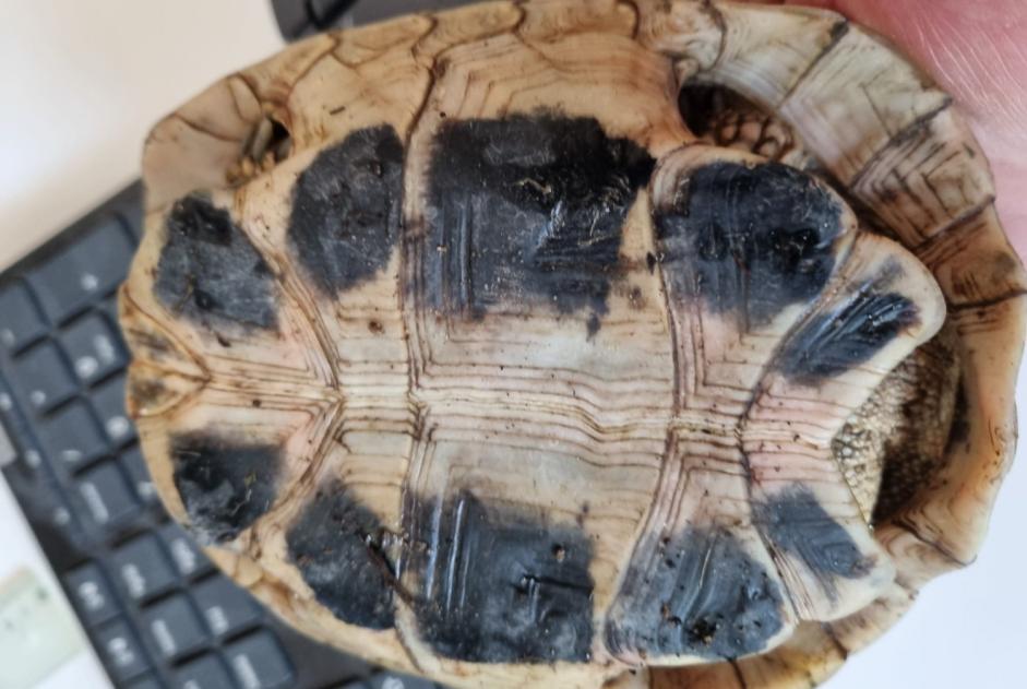 Alerte Découverte Tortue Mâle Fribourg Suisse