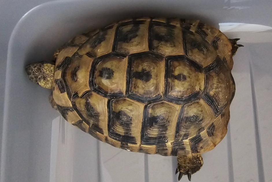 Alerte Découverte Tortue Mâle Fribourg Suisse