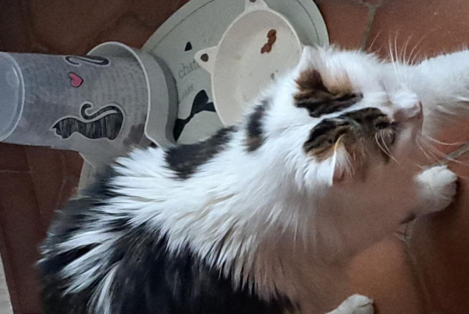 Alerte Disparition Chat  Mâle , 1 ans Saint-Romain-de-Jalionas France