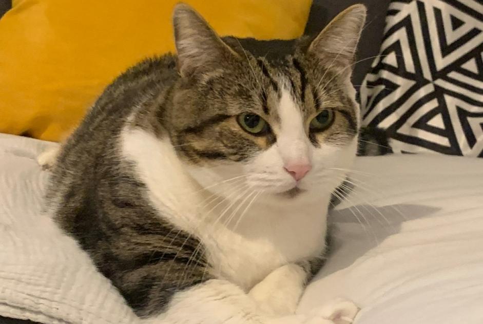 Alerte Disparition Chat Mâle , 6 ans Ludres France