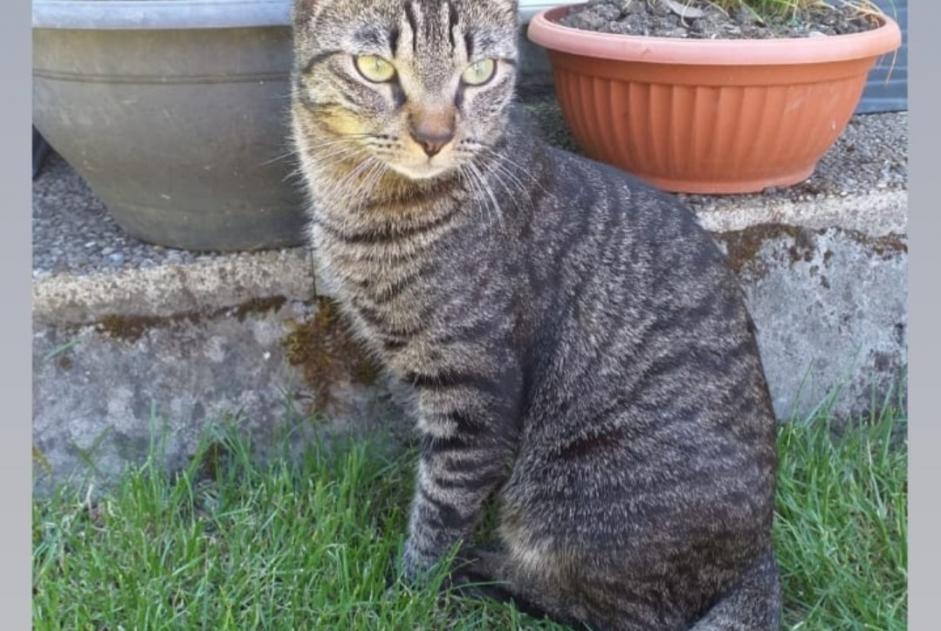 Alerte Disparition Chat croisement Mâle , 4 ans Vernier Suisse