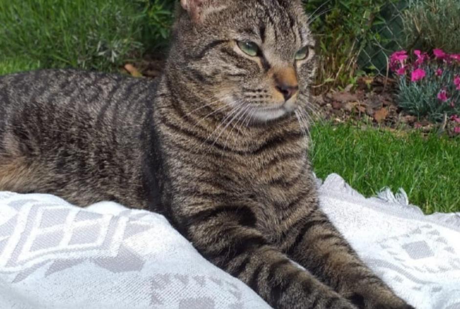 Alerte Disparition Chat croisement Mâle , 4 ans Vernier Suisse