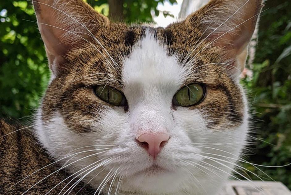 Alerte Disparition Chat croisement Mâle , 7 ans Bern Suisse