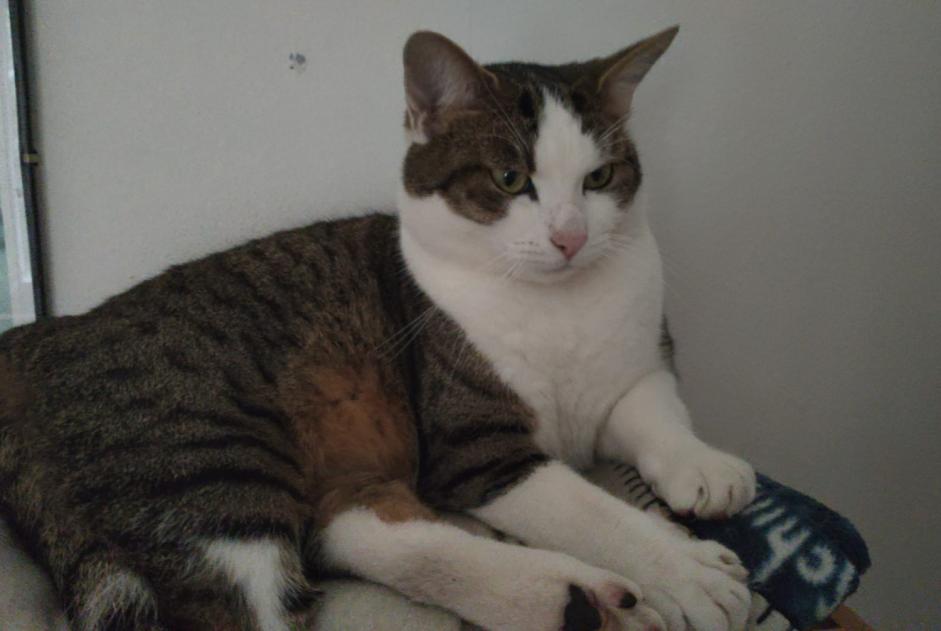 Alerte Disparition Chat croisement Mâle , 7 ans Bern Suisse