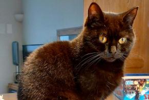 Alerte Disparition Chat croisement Femelle , 3 ans Zaventem Belgique