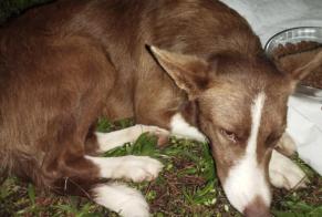 Alerte Découverte Chien Femelle Sainte-Gemme-Martaillac France