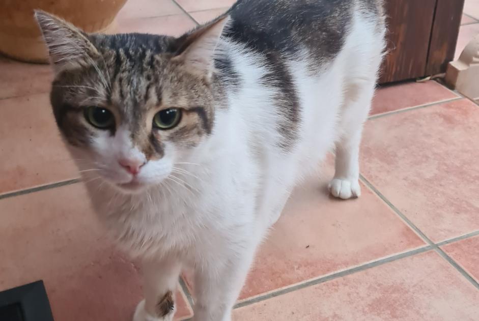 Alerte Disparition Chat Mâle , 6 ans Saint-Alban France