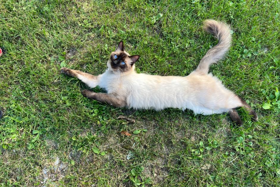 Alerte Disparition Chat croisement Mâle , 1 ans Chessy France