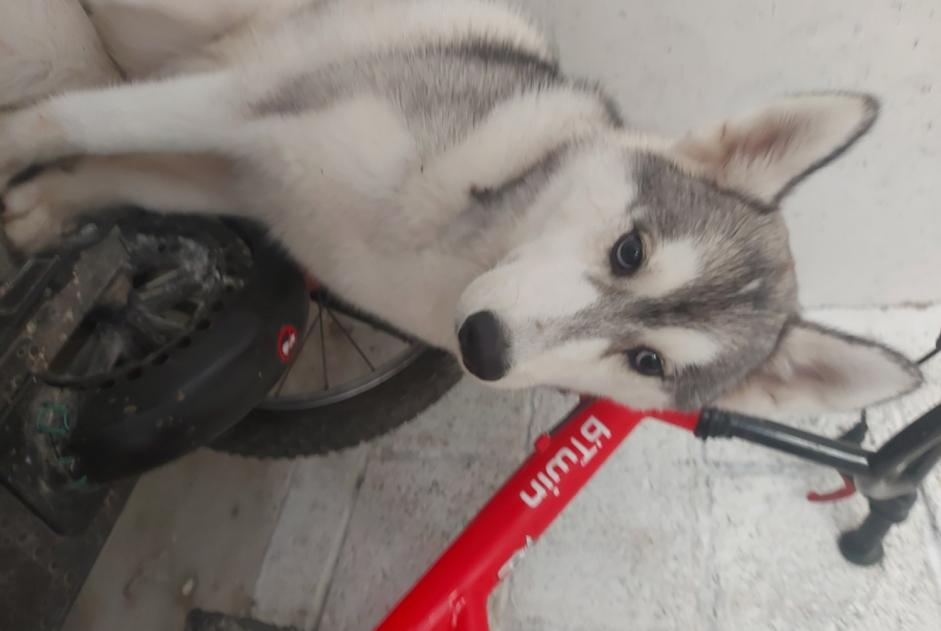 Alerte Découverte Chien Femelle Auxerre France