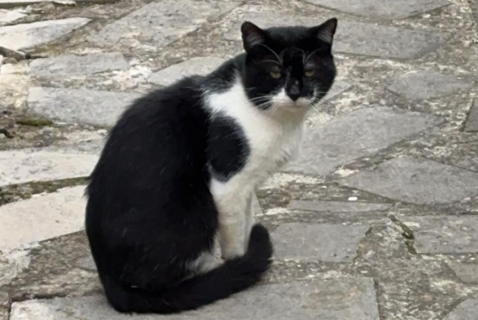 Alerte Découverte Chat croisement Mâle Magny France