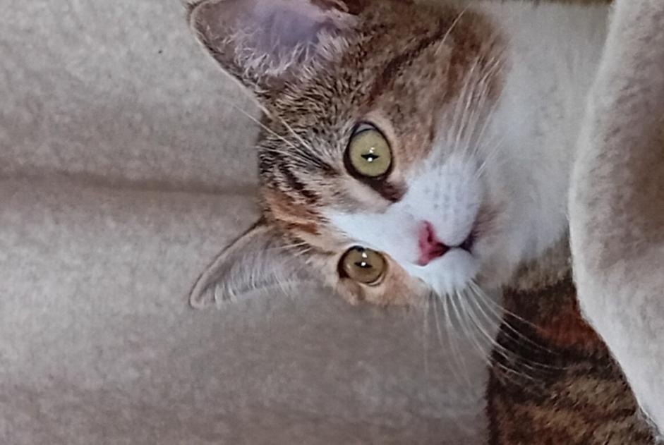 Alerte Disparition Chat croisement Femelle , 1 ans Verviers Belgique