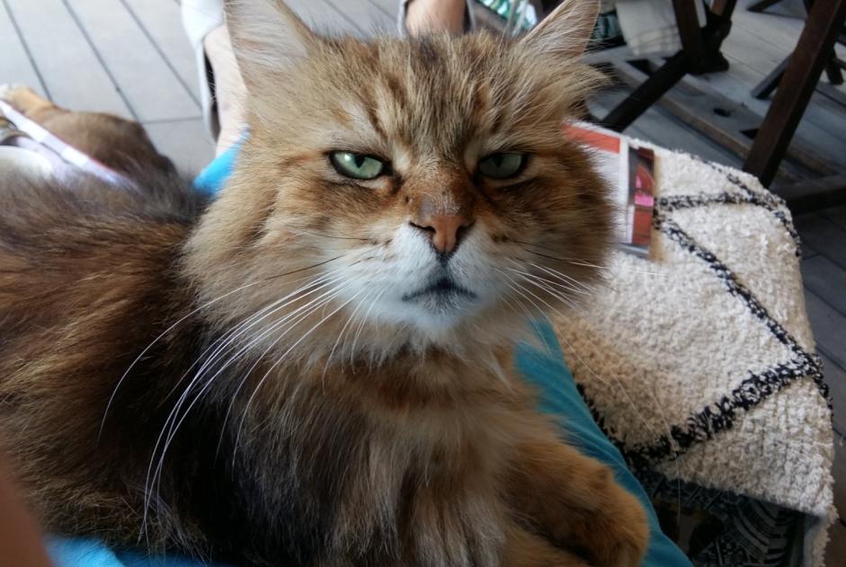 Alerte Disparition Chat Mâle , 12 ans Grenoble France