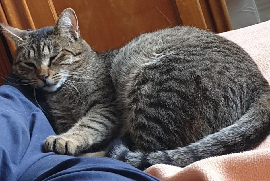 Alerte Disparition Chat Mâle , 4 ans Saumur France