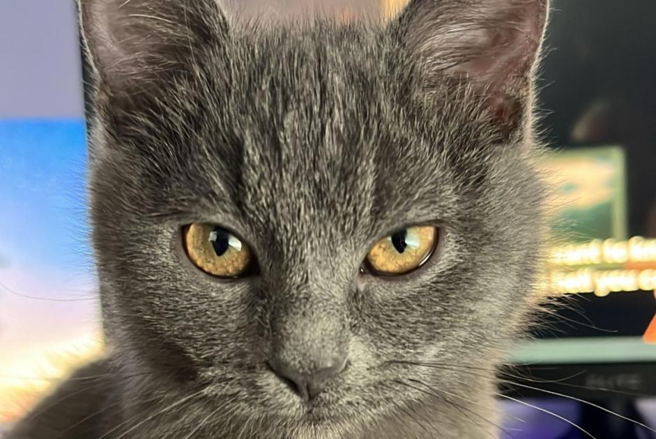 Alerte Disparition Chat croisement Femelle , 1 ans Edingen Belgique