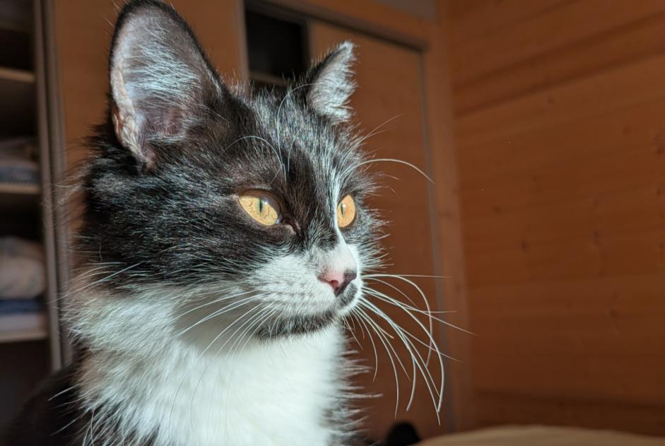 Alerte Disparition Chat croisement Femelle , 0 ans Carqueiranne France