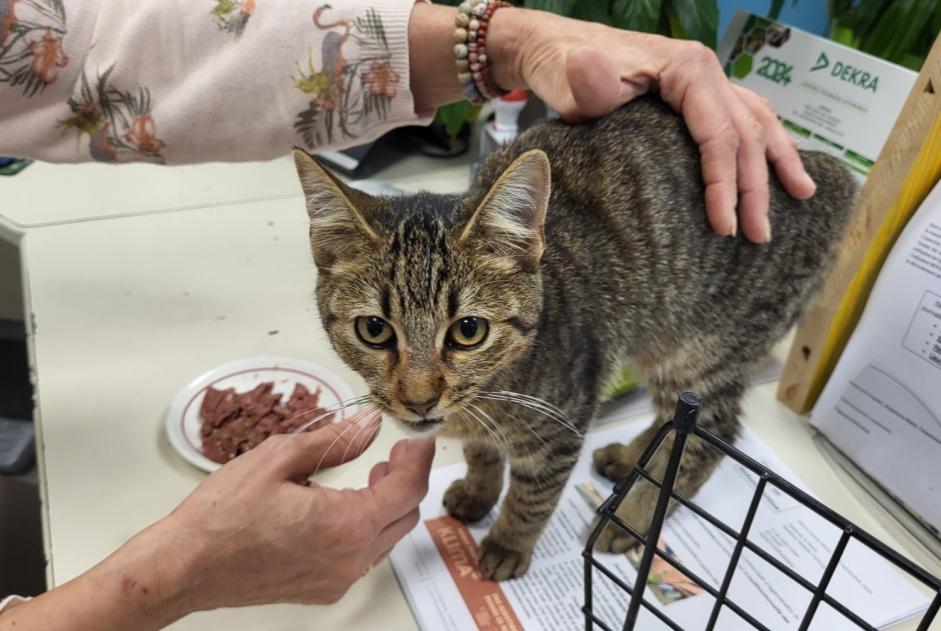 Alerte Découverte Chat  Femelle Hasparren France