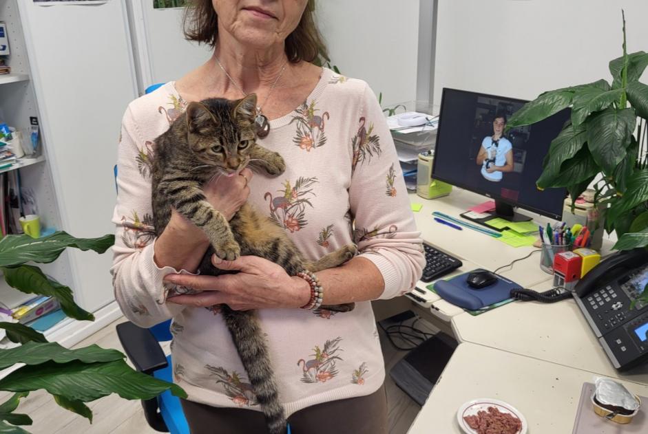 Alerte Découverte Chat  Femelle Hasparren France