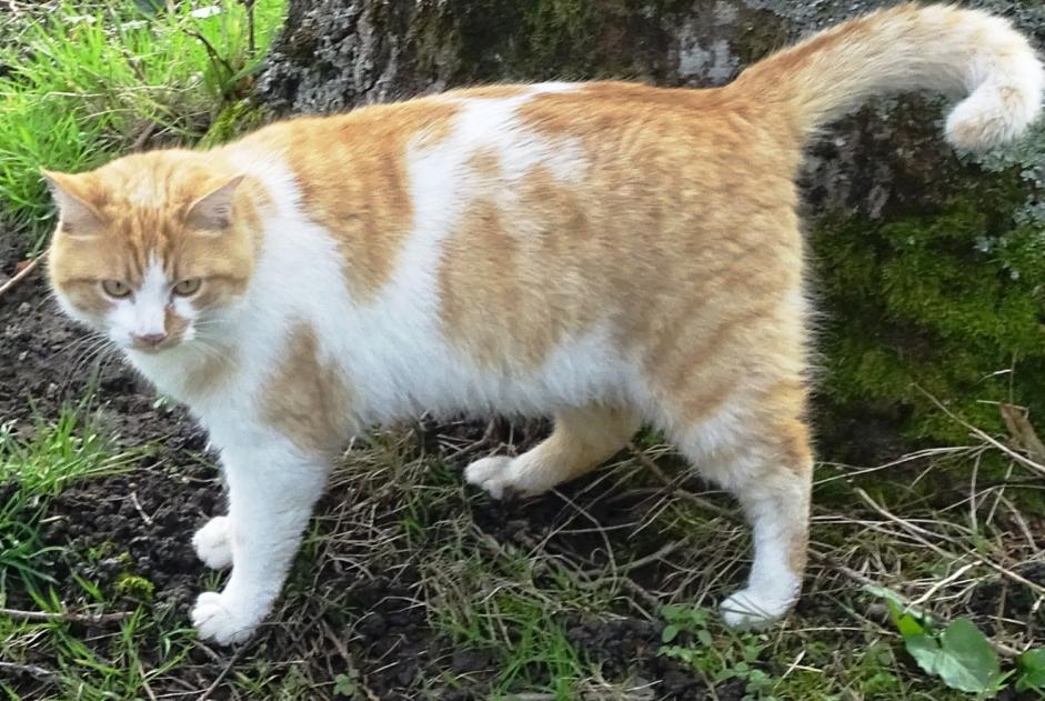 Alerte Disparition Chat  Mâle , 5 ans Saint-Priest-la-Marche France