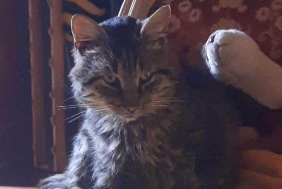 Alerte Découverte Chat  Mâle Le Plessis-Lastelle France