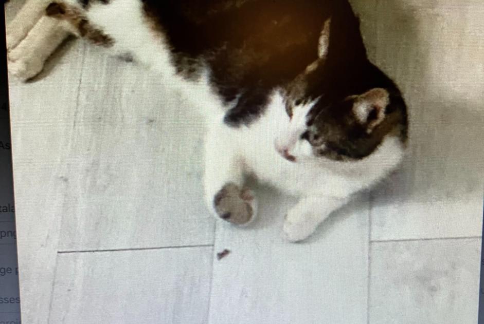 Alerte Disparition Chat  Mâle , 3 ans Hyères France