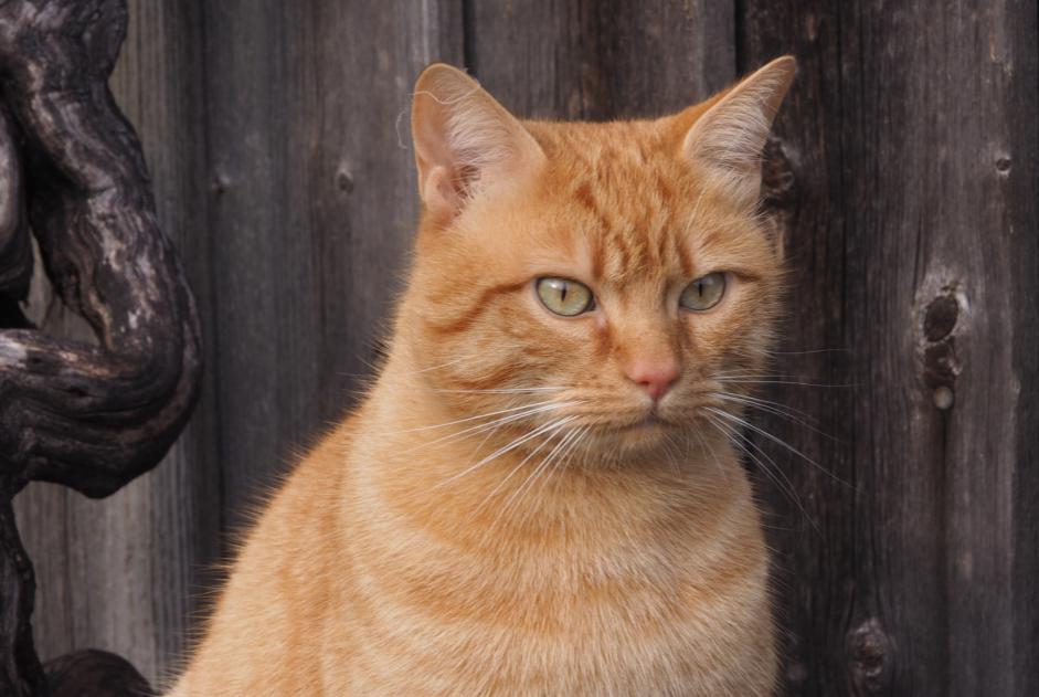 Alerte Disparition Chat Mâle , 4 ans Le Crest France