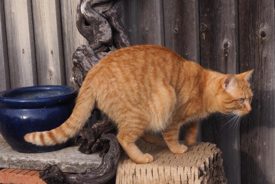 Alerte Disparition Chat Mâle , 4 ans Le Crest France