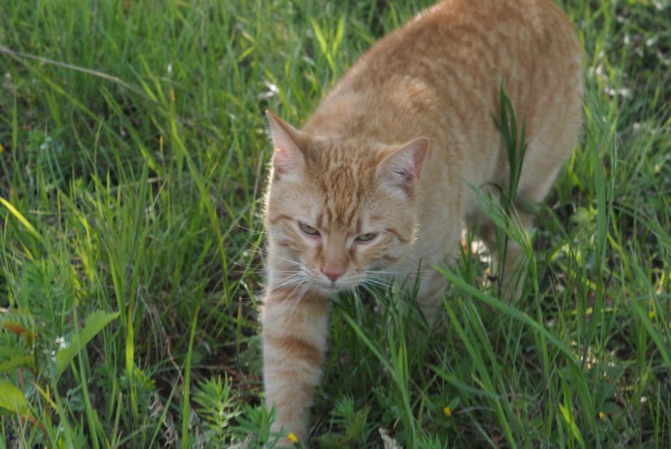 Alerte Disparition Chat Mâle , 4 ans Le Crest France