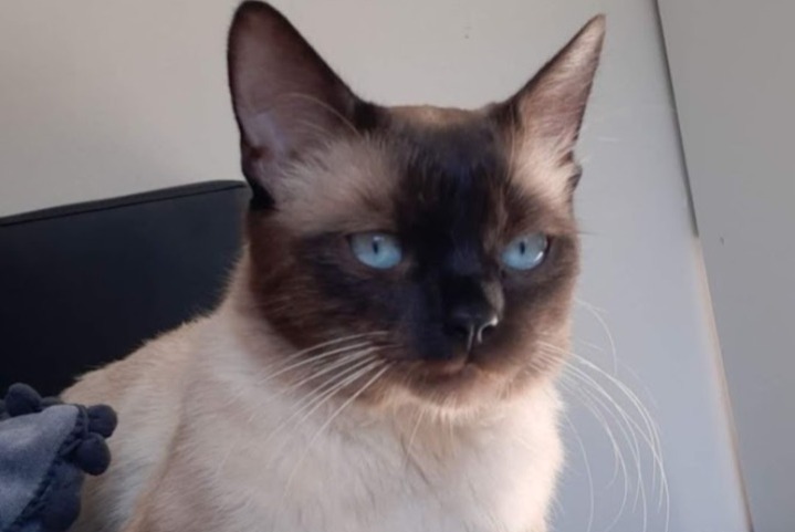 Alerte Disparition Chat  Mâle , 6 ans Villard-Bonnot France