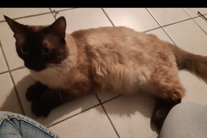 Alerte Disparition Chat  Mâle , 6 ans Villard-Bonnot France