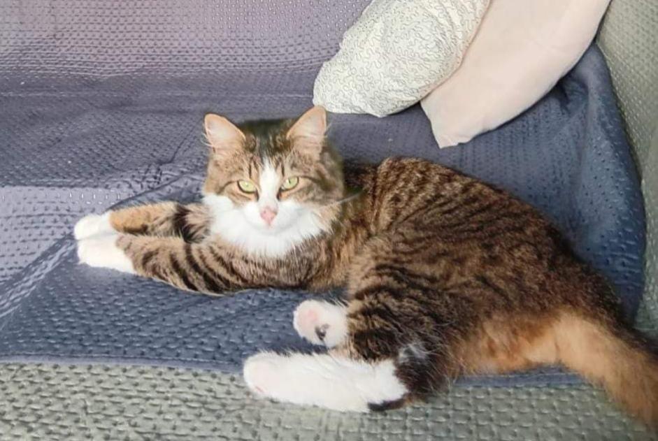 Alerte Disparition Chat Mâle , 2 ans Thuin Belgique