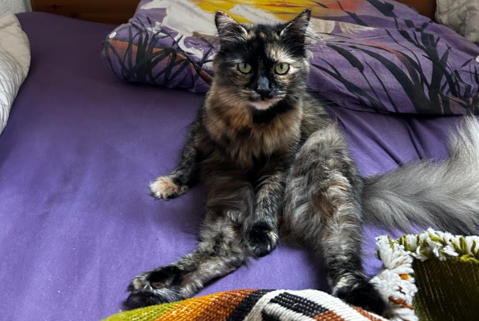 Alerte Disparition Chat Femelle , 3 ans Val-de-Ruz Suisse