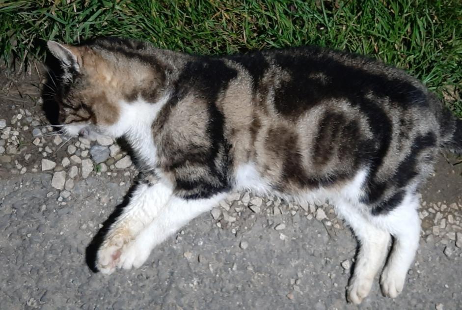 Alerte Découverte Chat croisement Inconnu Baulmes Suisse