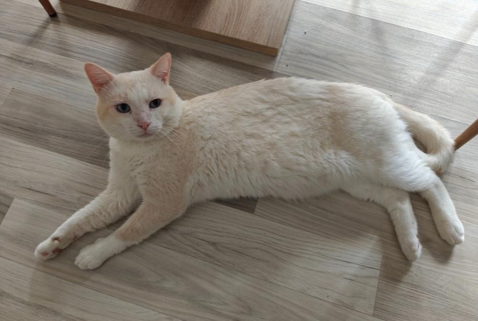 Alerte Disparition Chat  Mâle , 4 ans Sion Suisse