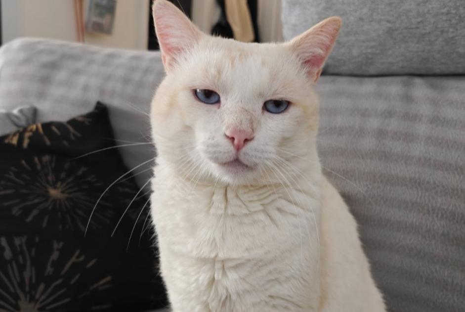 Alerte Disparition Chat  Mâle , 4 ans Sion Suisse