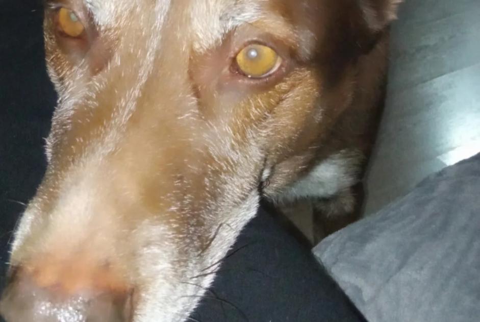 Alerte Disparition Chien croisement Mâle , 9 ans Collbató Espagne