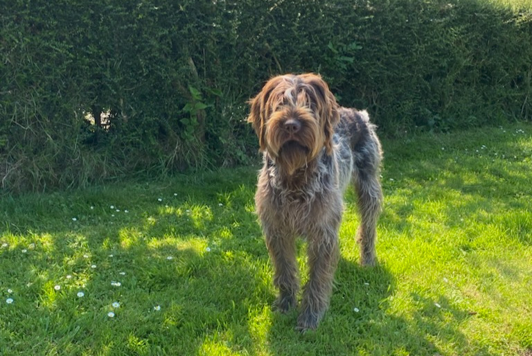 Alerte Disparition Chien  Mâle , 1 ans Saint-Paul-du-Vernay France