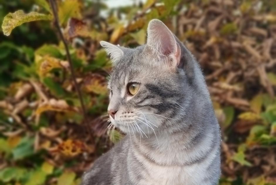 Alerte Disparition Chat croisement Mâle , 0 ans Cesson France