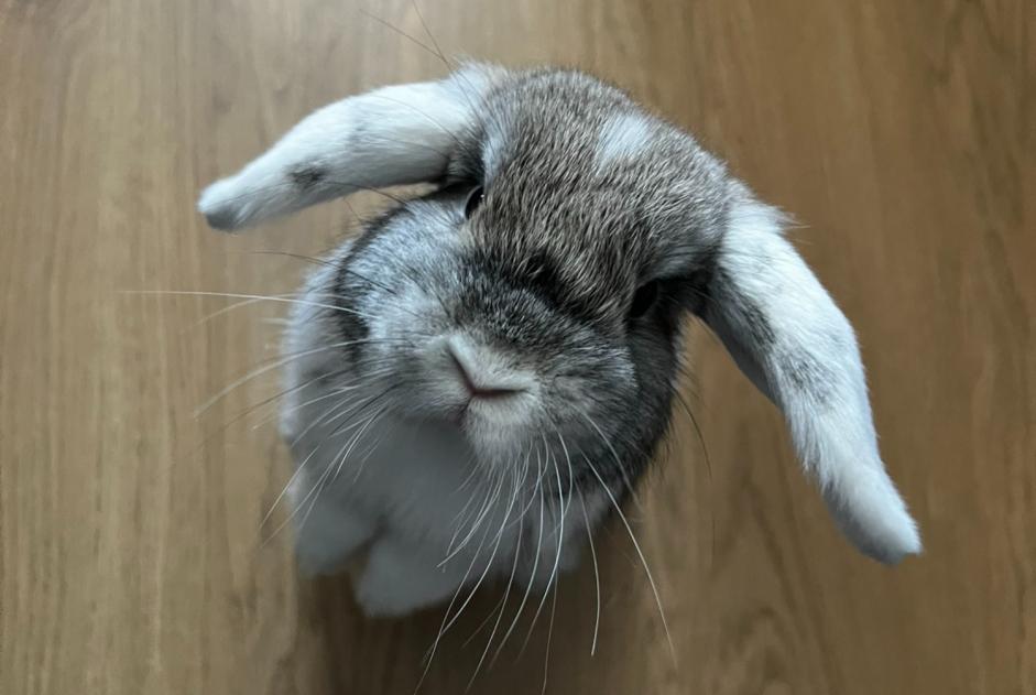 Alerte Disparition Lapin Mâle Angers France