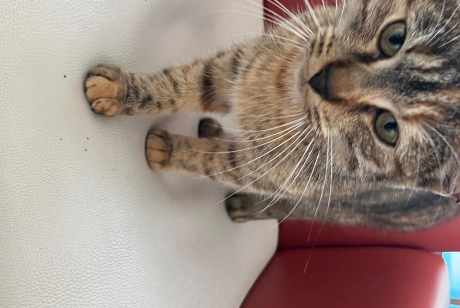 Alerte Découverte Chat croisement Inconnu Laval France