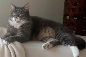 Alerte Disparition Chat Mâle , 7 ans Perigny France