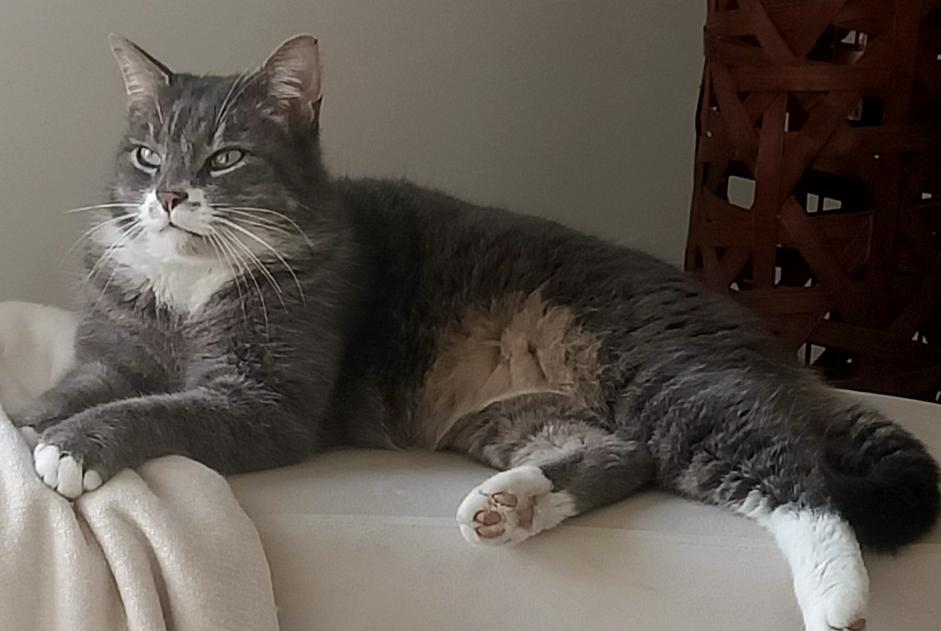 Alerte Disparition Chat Mâle , 8 ans Perigny France