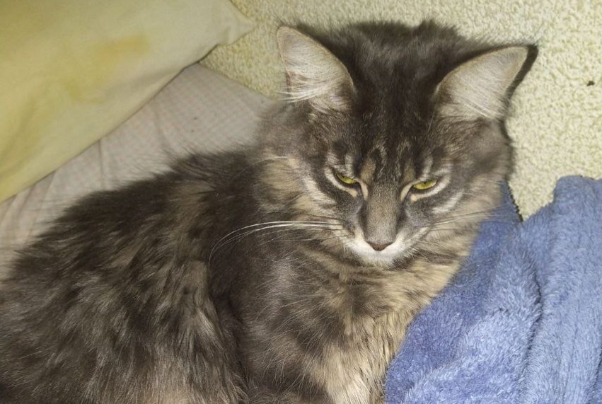 Alerte Disparition Chat croisement Femelle , 5 ans Murcia Espagne