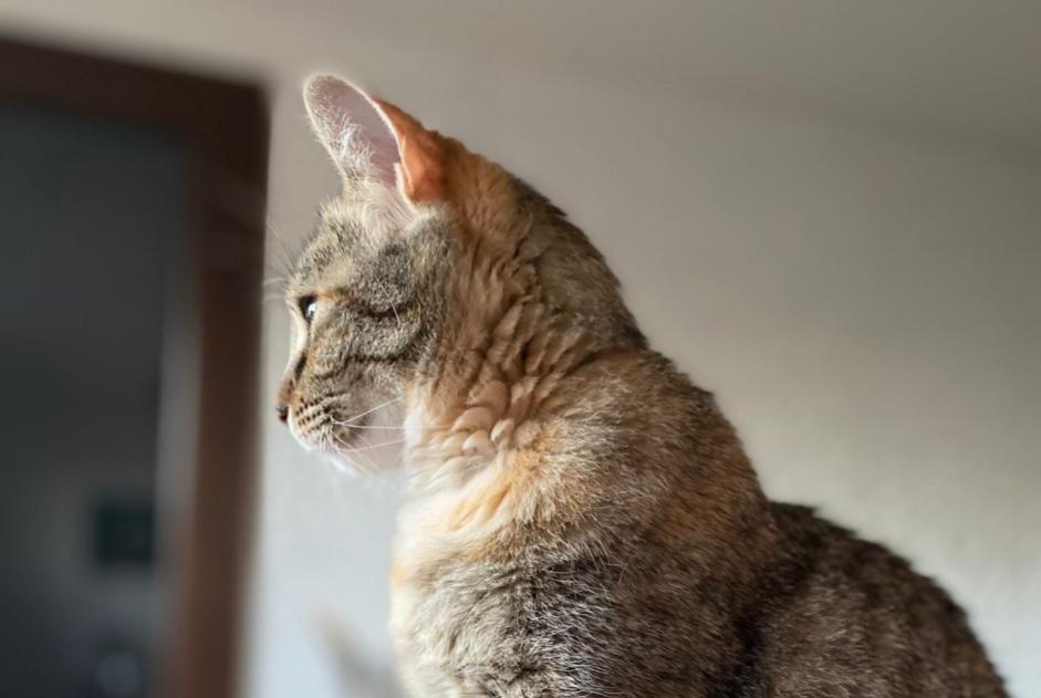 Alerte Disparition Chat croisement Femelle , 7 ans La Ciotat France