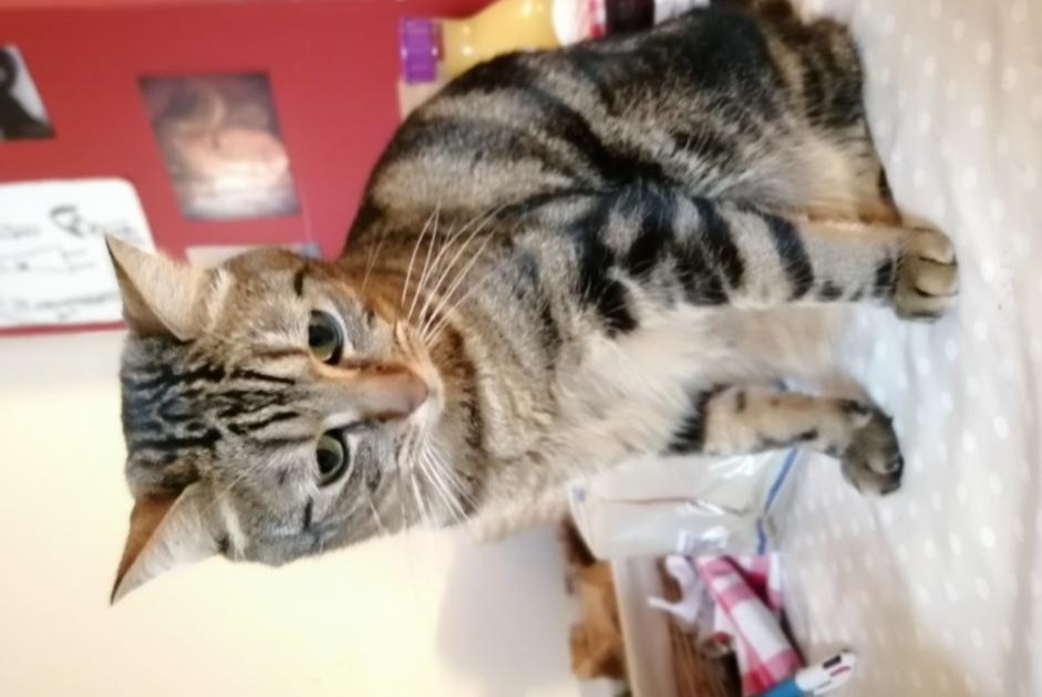 Alerte Disparition Chat croisement Mâle , 6 ans Rennes France