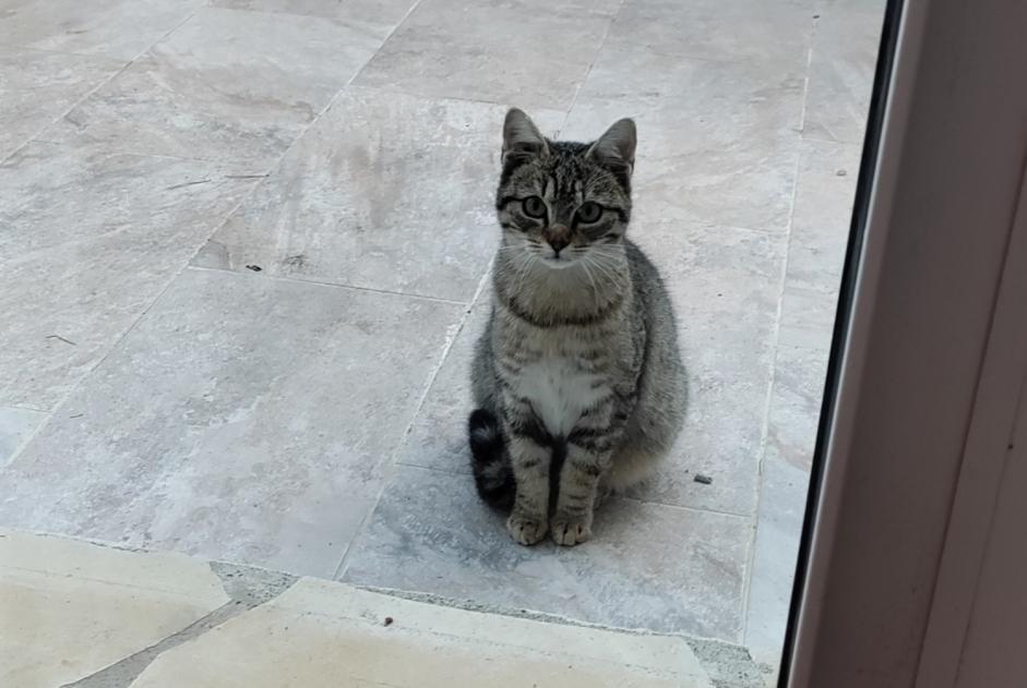 Alerte Découverte Chat Inconnu Leucate France